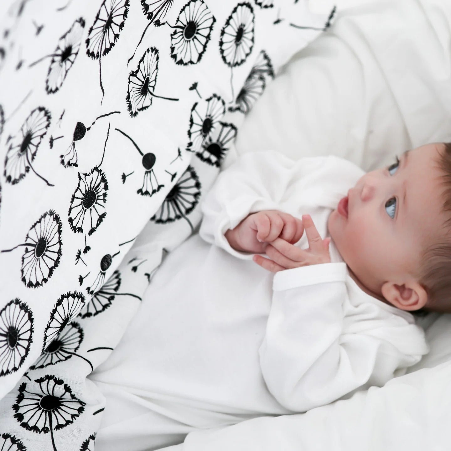 Extra large black and white organic baby muslin with dandelion print for sensory development. Shown with baby. 